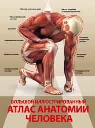 Icon image Большой иллюстрированный атлас анатомии человека